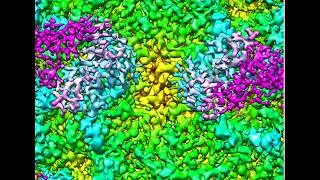 Zooming in on an immune complex