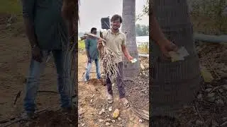 కొబ్బరి చెట్టుకు పోషకాలు అందించే కొత్త పద్ధతి!🌴ఇంజక్షన్ ద్వారా మినరల్స్ ఇచ్చుకుంటరు.#coconut #farm