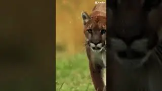 Cougar Vs. Snow Leopard-Big Cat Tournament PT.4 #1v1 #bigcats #animals #edits #capcut #fight