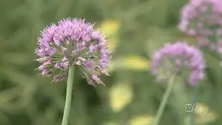 Edible and Ornamental Onions
