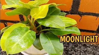 Cara Mudah Propagasi dan Merawat Philodendron Moonlight || Care and Propagation.