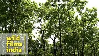 Sal forest in Dehradun