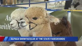Spect-alpaca-lar alpacas show off at the Fairgrounds