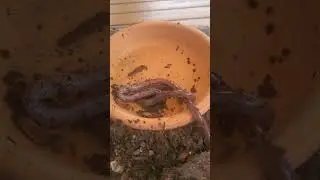 ما فوائد دودة الارض للنباتات The benifit of ground worm