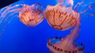 Visit to Monterey Bay Aquarium | June 2018