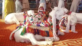 Worlds Most Expensive Gulabi Goats (Tilla Shah Goat Show2019