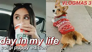 DAY IN MY LIFE | Corgi Puppy, San Diego, Starbucks Puppuccino, Amazon Dog Products/Finds Vlogmas #3