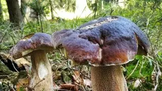 Funghi porcini /Boletus edulis mushroom from the Carpathian mountains. Season 2025 