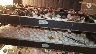 Eggs incubator All Assam Delivery  ph 7002182661 mini incubator