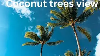 Peaceful Coconut Tree Road | Rural Karnataka