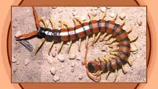 Top 7 Most Dangerous Animals In The Amazon.