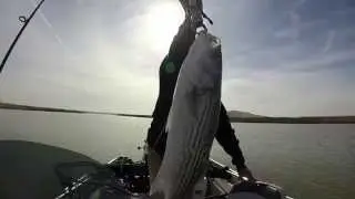 Delta Striper fishing 10/30/14