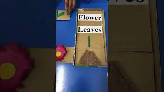 Parts of plant activity for kids #activity #kidsvideo #kids#school #science #flower #craft