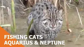 Fishing Cats Aquarius & Neptune