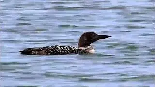 Colimbo Grande (Gavia immer) en Prairie Oaks Metro Park - Ohio EE.UU. 8/4/2023
