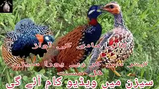 کالی مادی کی آوازتیتر سن کر رہے پورا سیزن فل مست سیزن میں ویڈیو کام آئے گی