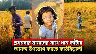 প্রথমবার মামাদের সাথে ধান কাঁটার আনন্দ উপভোগ করছে কাঠবিড়ালী