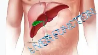 liver function
