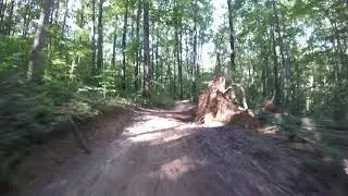 S tree