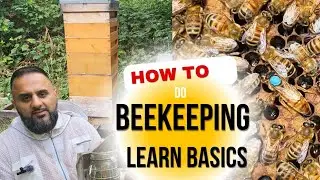 How to do BEEKEEPING | Inspecting frames | What to look for