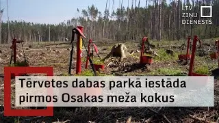 Tērvetes dabas parkā stāda priedes, veidojot Osakas mežu &ldquo;Kizuna&rdquo;