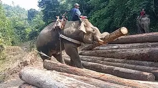 Elephant 🐘 Sai🥶🥶🥶 thumang natoh na // Kawlgam lang thingbol na kijang pen pen ahe...
