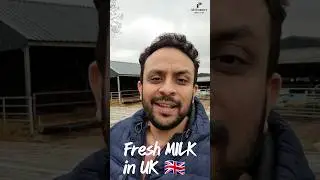 Where to get Fresh Milk ? #uk