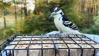 Pic-Bois Woodpecker
