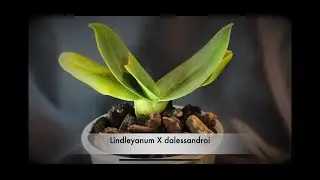 Showcase: Phragmipedium Episode #1, taken on 09/2021