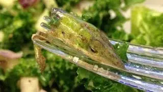 Woman Discovers a Lizard Head in Her Salad