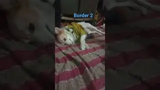 @border 2# #funny #shortvideo #viralshorts #trendingshorts #endorfin #😜😂😂😂😂😂😁