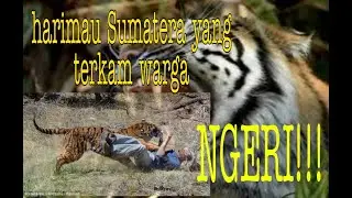 Harimau Sumatera yang masuk kepemukiman warga viraLLL