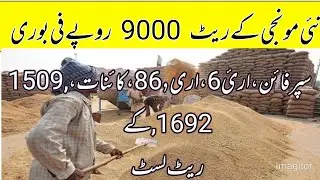 New munji price in Punjab pakistan/munji support price in Punjab/local farmers 