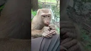 Monkey Relaxing and Enjoying a Quiet Moment in Nature 🍃  Wildlife Serenity