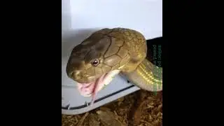 snake eat || #snakefeed