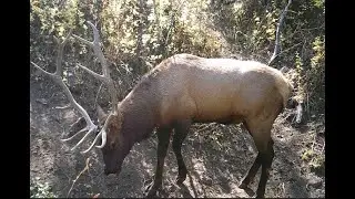 Trail Cam Time Lapse: Nature's Quick Edits