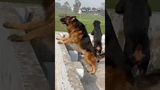 Other CC tv camera📷vs my camera😈#security #camera #rottweiler #gsd #viral