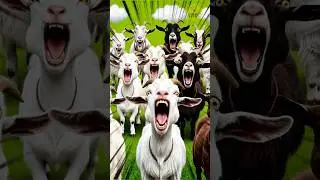 Impulse Buy of the Year: Screaming Goat Edition 🐐