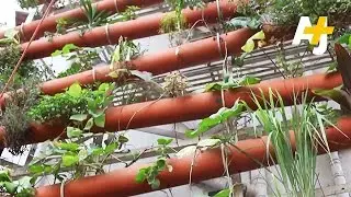 Rooftop Farmers: Greening Empty Spaces Of Mumbai
