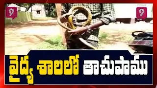 Six Feet Snake Hulchul In Kurnool Govt Hospital | Prime9 News