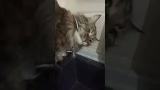 Это Анфиса! Показывает #cat #котофейка #видосыоткота #веселыекоты #котики #прикольныекоты #мейнкун