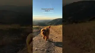 Fave hiking trails in east San Diego county 🥾 #hikingadventures #doglovers #dogmom