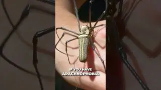 Giant Spider Runs Up My Arm!