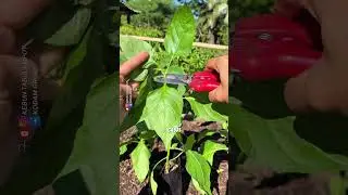Beginilah Agar Cabe Berbuah Lebat #cabai #petanicabai #tipsberkebun #petanimodern #trikpintar #fyi