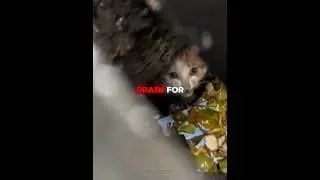 This Kitten Was Saved from a Deep Drain 🐱❤️&zwj;🩹 #shorts