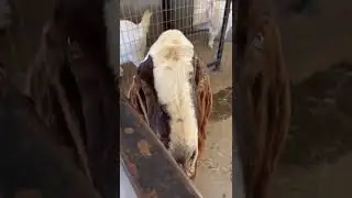 Austin Zoo Insta Story