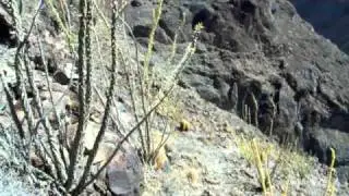 Lava Falls Route from Tuweep