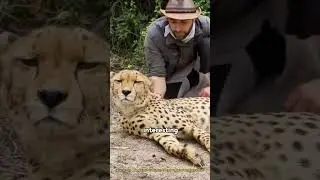 Do cheetahs really never attack humans?&nbsp;