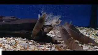 Atya gabonensis - GIANT armoured shrimp