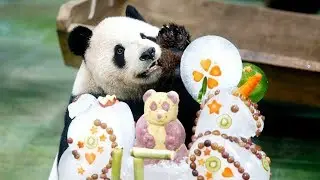 Taipei zoo celebrates panda pair's 15th birthday